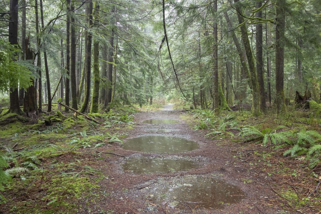 Trail in Olallie State Park covered with water puddles 
