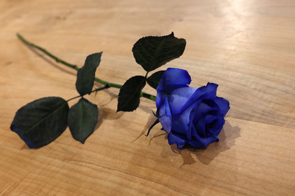 Blue Rose on a wooden table
