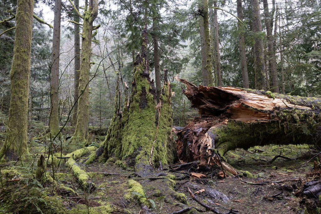 Tree that fell in the woods