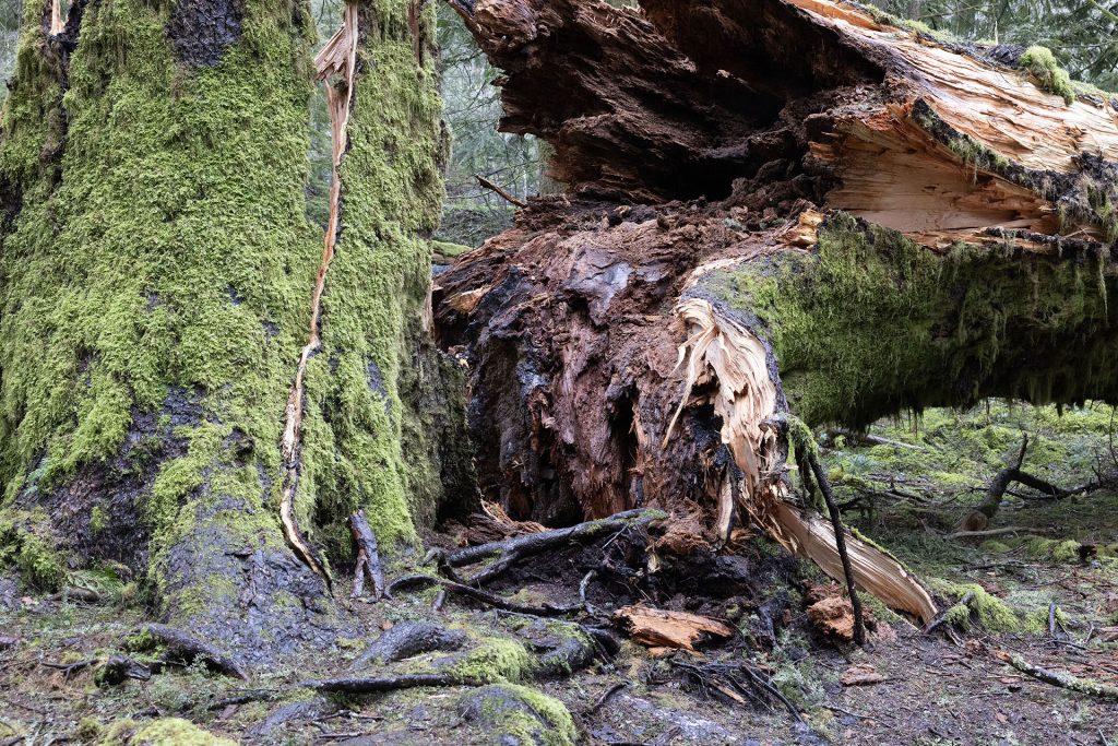 Tree that has fallen in the woods
