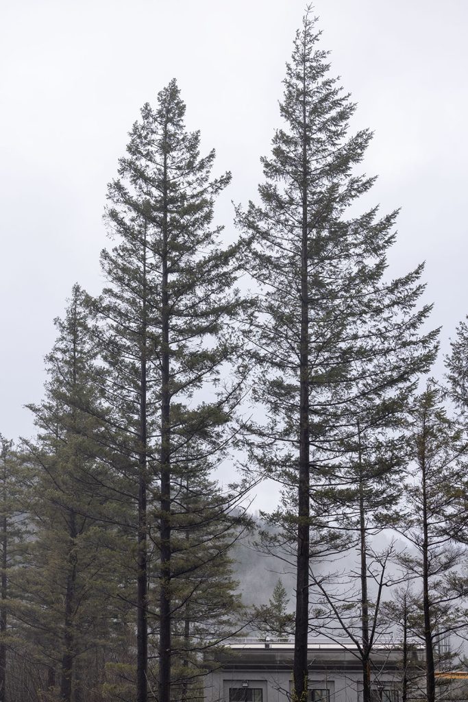 Tall trees near Snoqualmie Falls