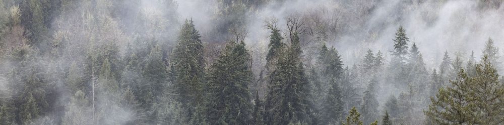 Hillside with trees and fog