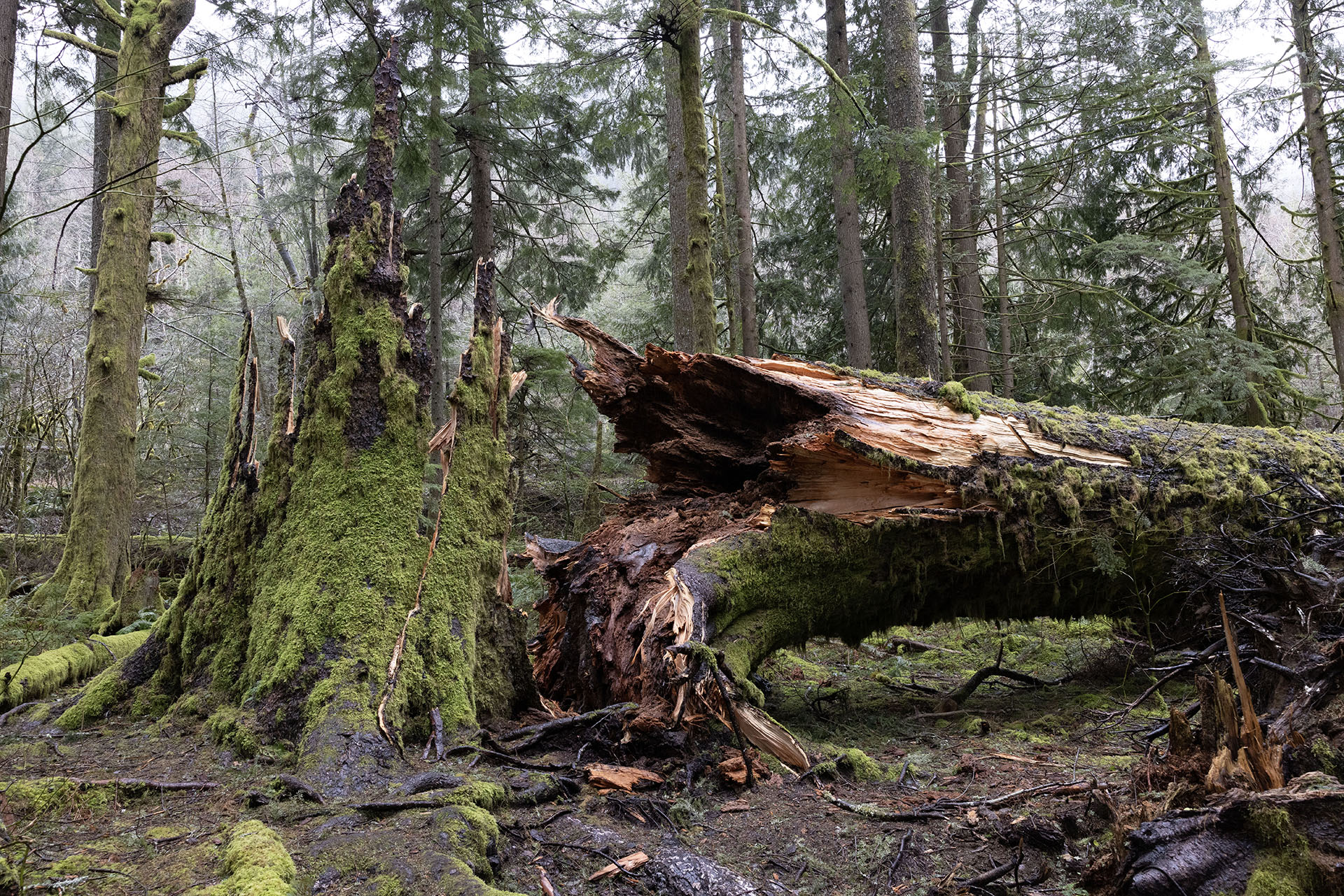 Fallen tree in the woods