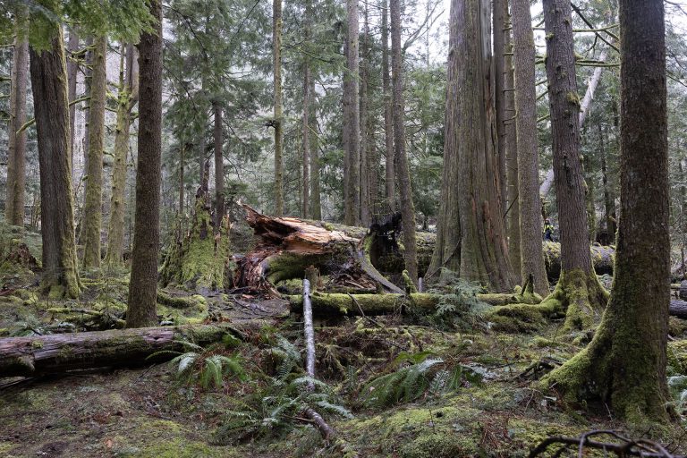 Steven Gersten Twin Peaks Location - Steven and Gersten's Tree Has Fallen | TWIN PEAKS ...
