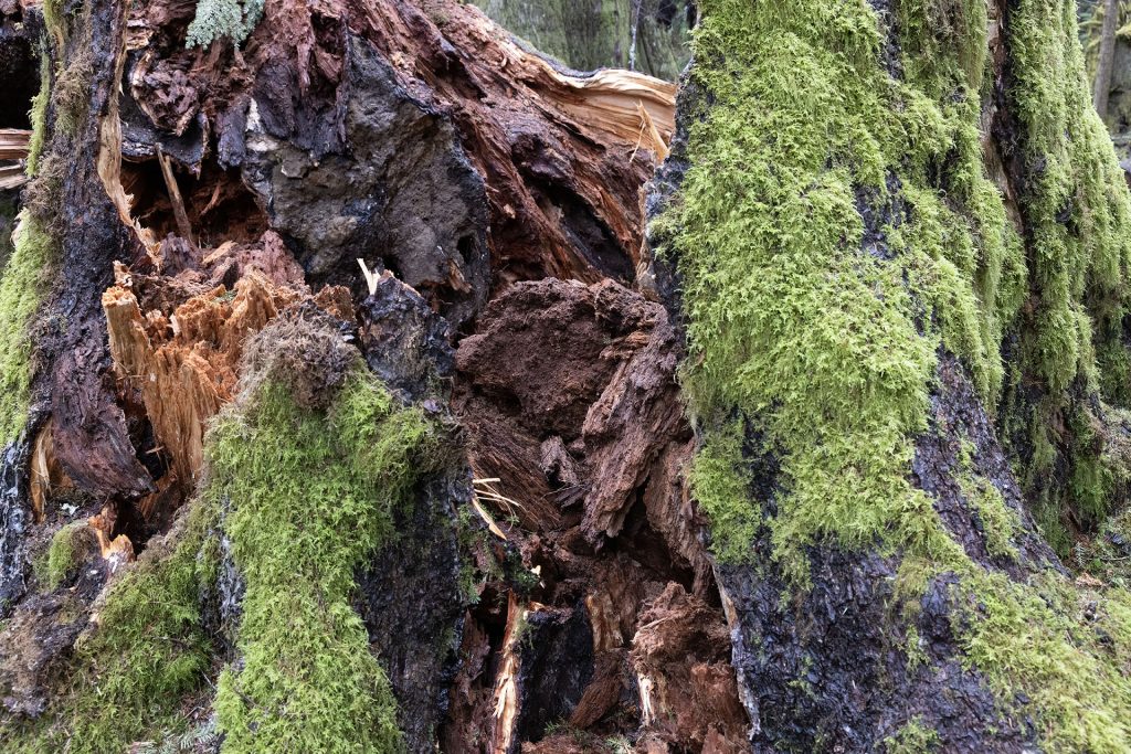 Base of cracked tree stump