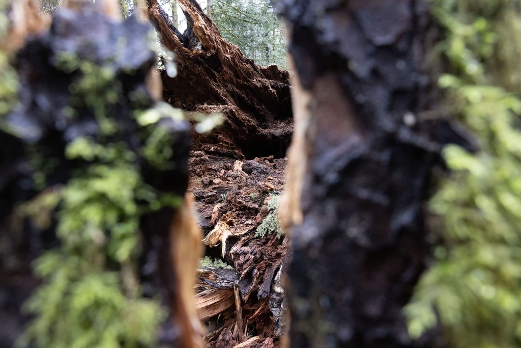 Looking through cracked tree stump