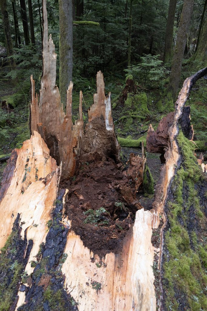 Cracked tree stump in woods