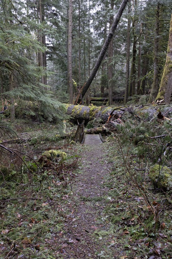 Tree fallen in the woods across a trail