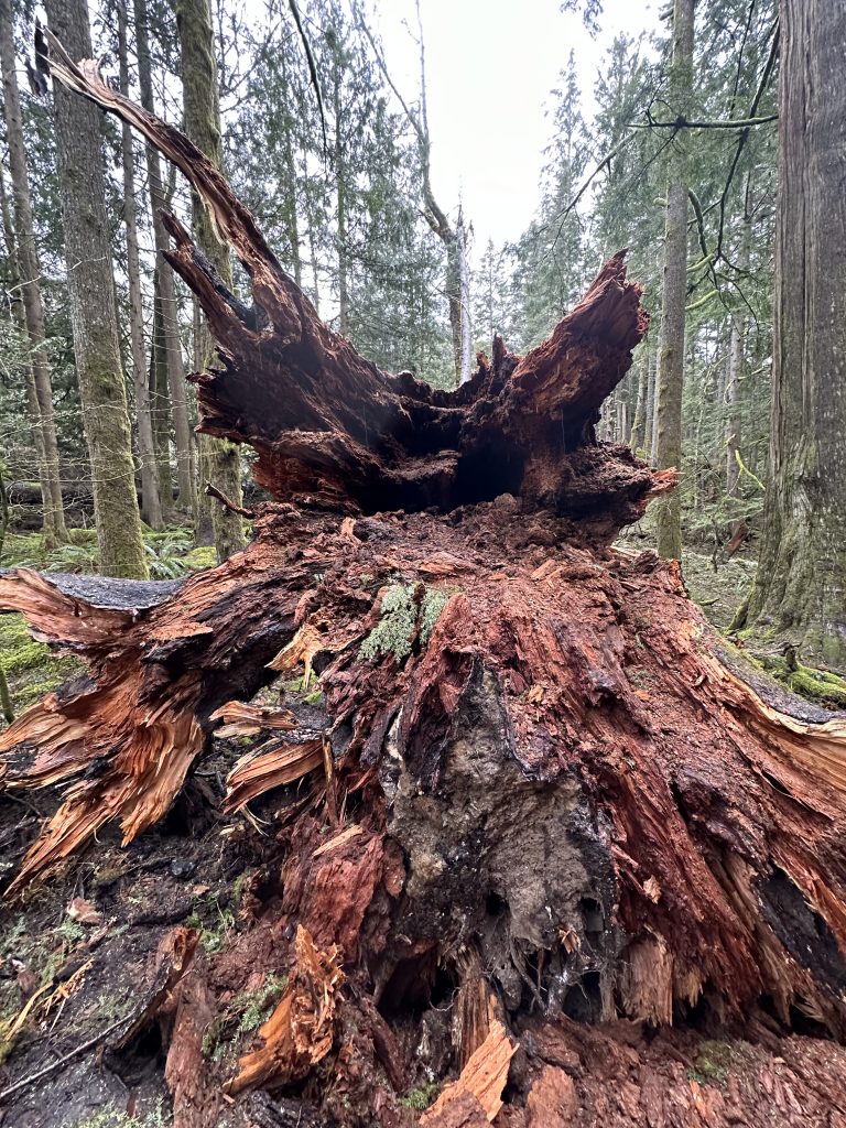 Cracked tree stump in woods