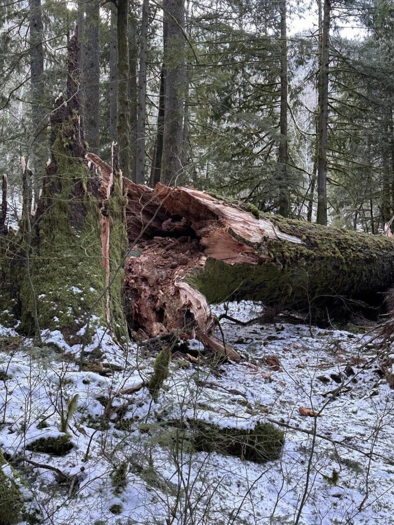 Giant spruce tree fallen in the woods