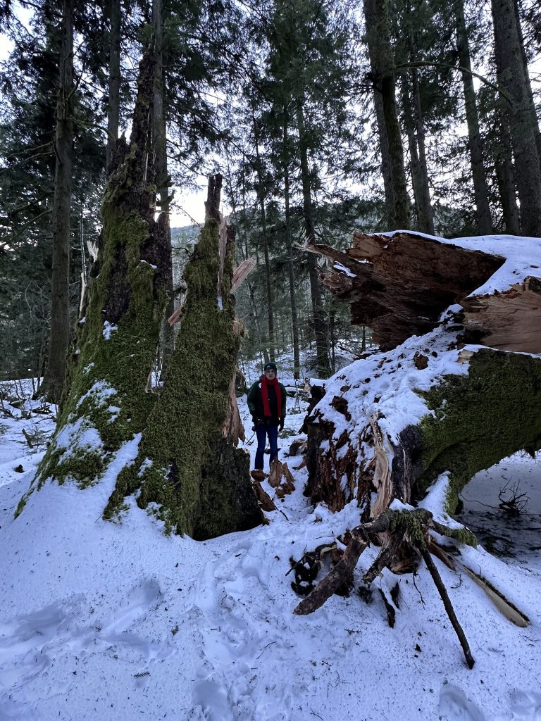 Person standing inside a fallen tree