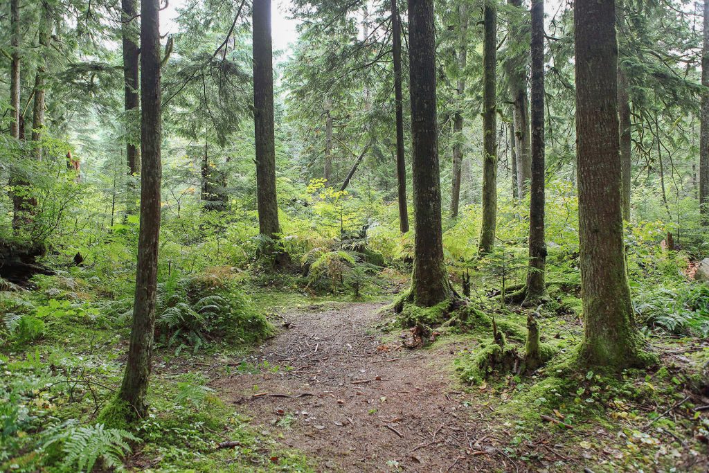 Tall trees in Olallie State Park