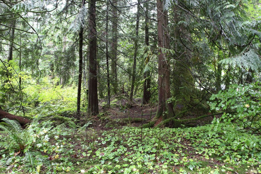 Woods at Olallie State Park