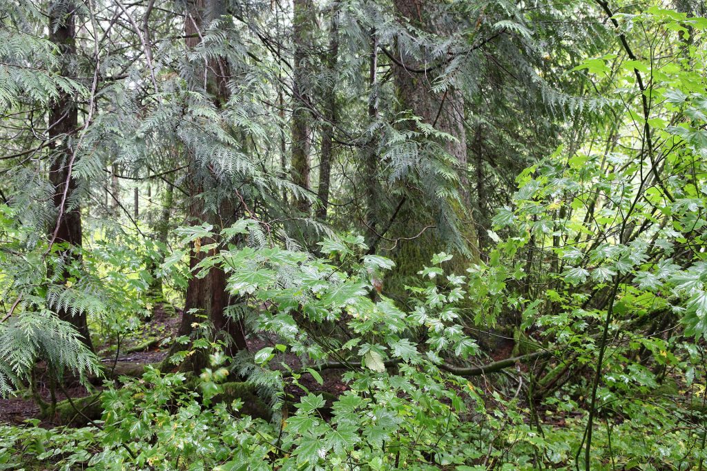Trees in Olallie State Park
