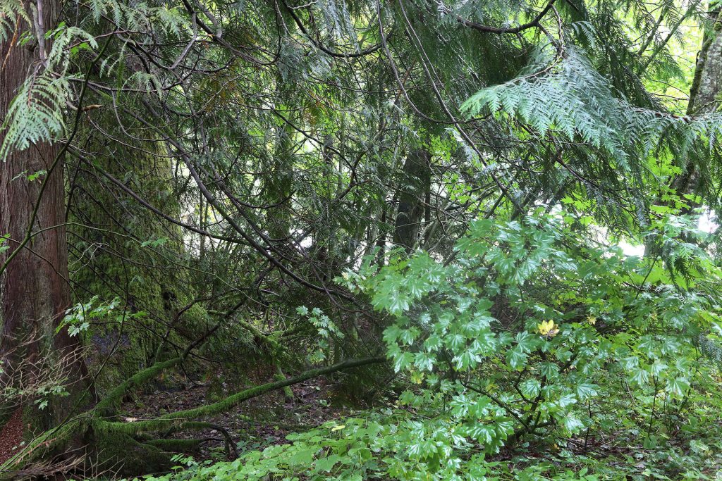 Trees in the woods at Olallie State Park