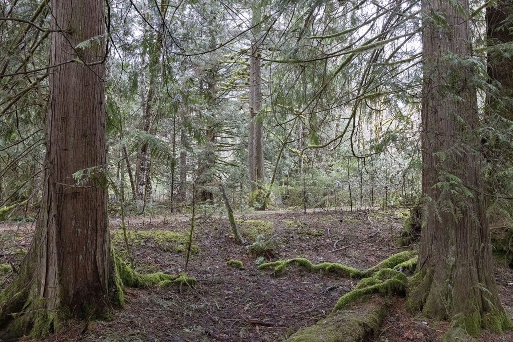 Weeks Falls Trail as seen from woods