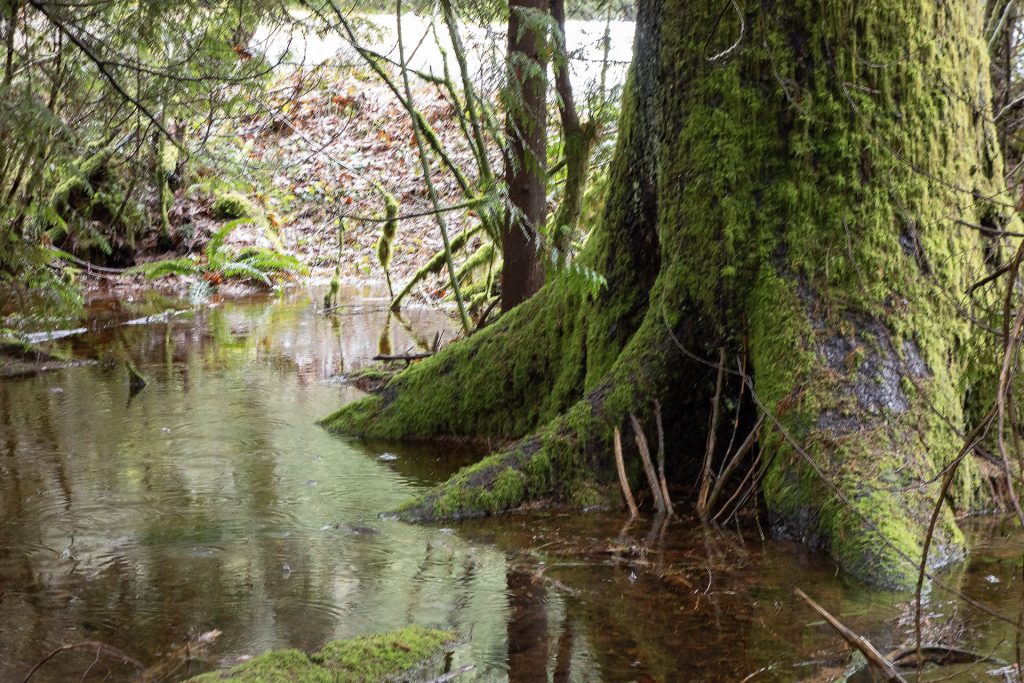 Tree surrounded by water