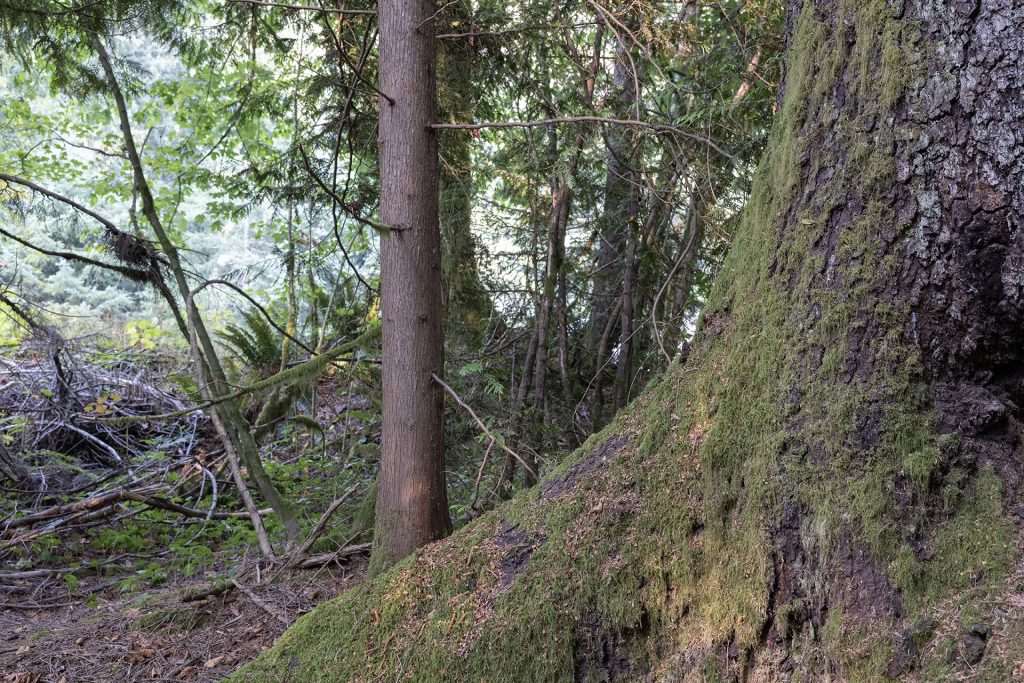 Tree in the woods