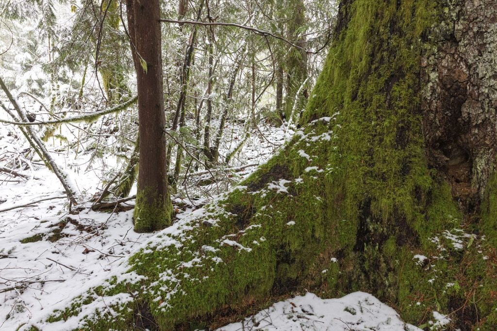 Snow covered tree in the woods