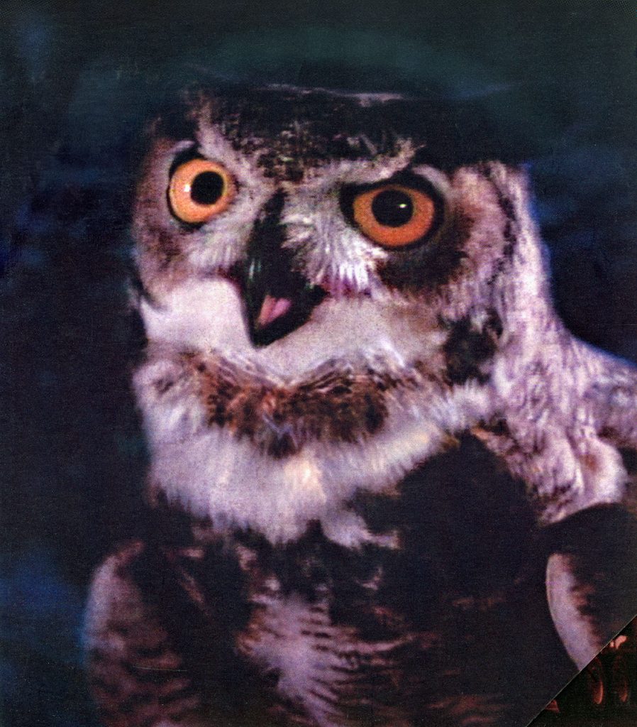 Owl from The Twin Peaks: The Entire Mystery Blu-ray set