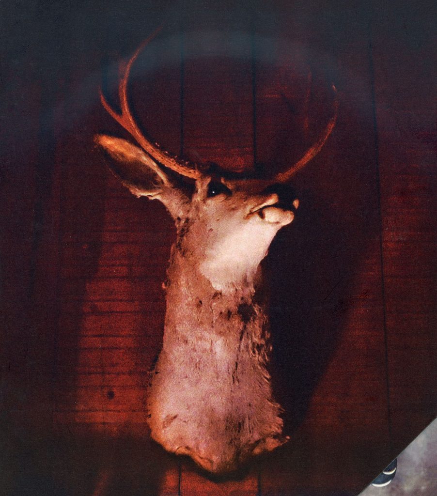 Deer head on the wall from The Twin Peaks: The Entire Mystery Blu-ray set