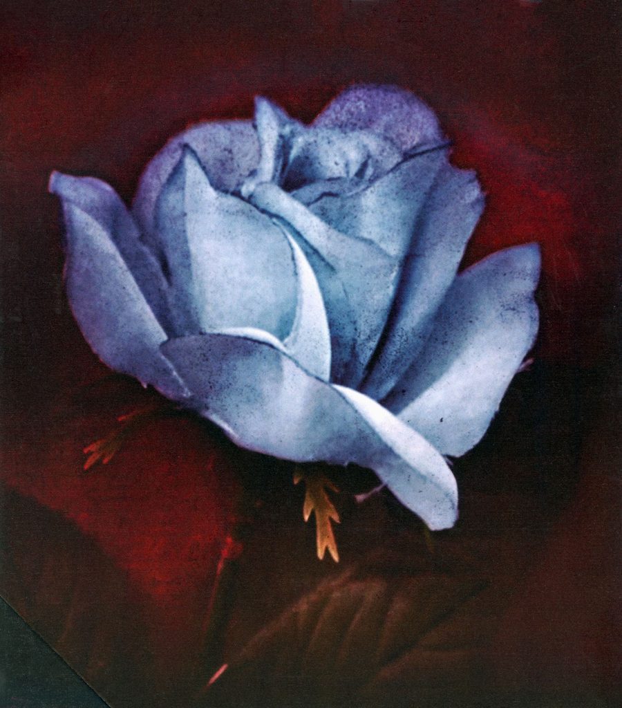 Blue Rose from The Twin Peaks: The Entire Mystery Blu-ray set