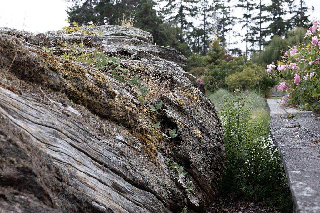 Laura Palmer's log resting along ledge