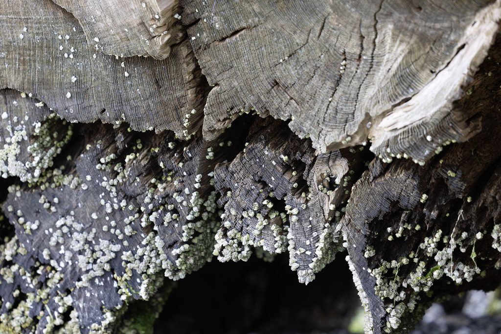 Details of Laura Palmer's log