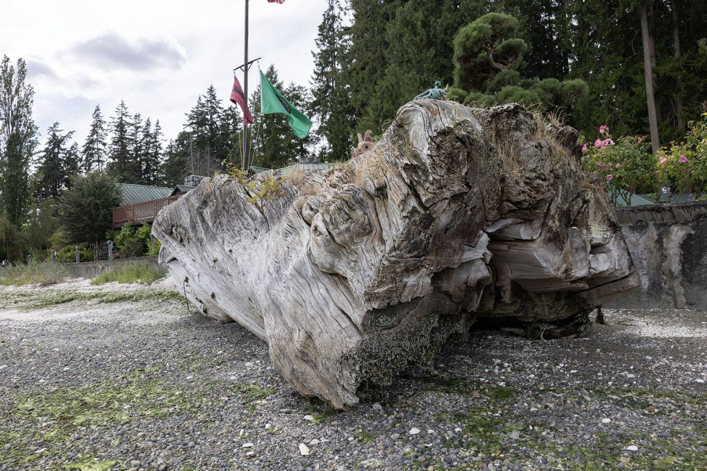 Laura Palmer's log resting along shore