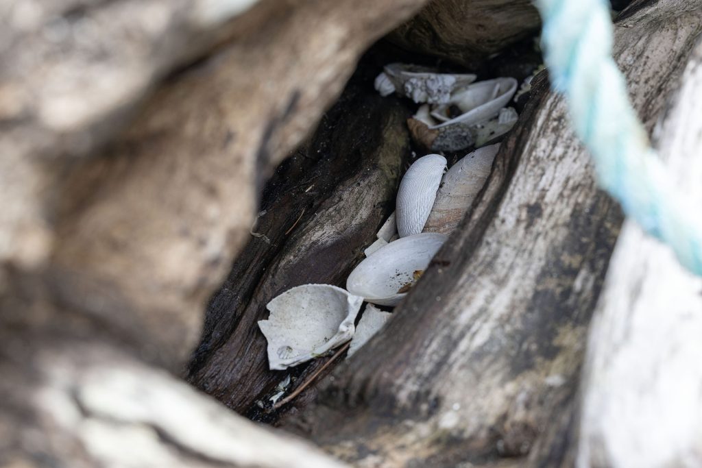 Seashells inside log