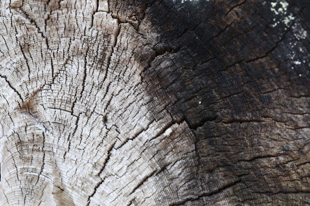 Close up detail of Laura Palmer's log