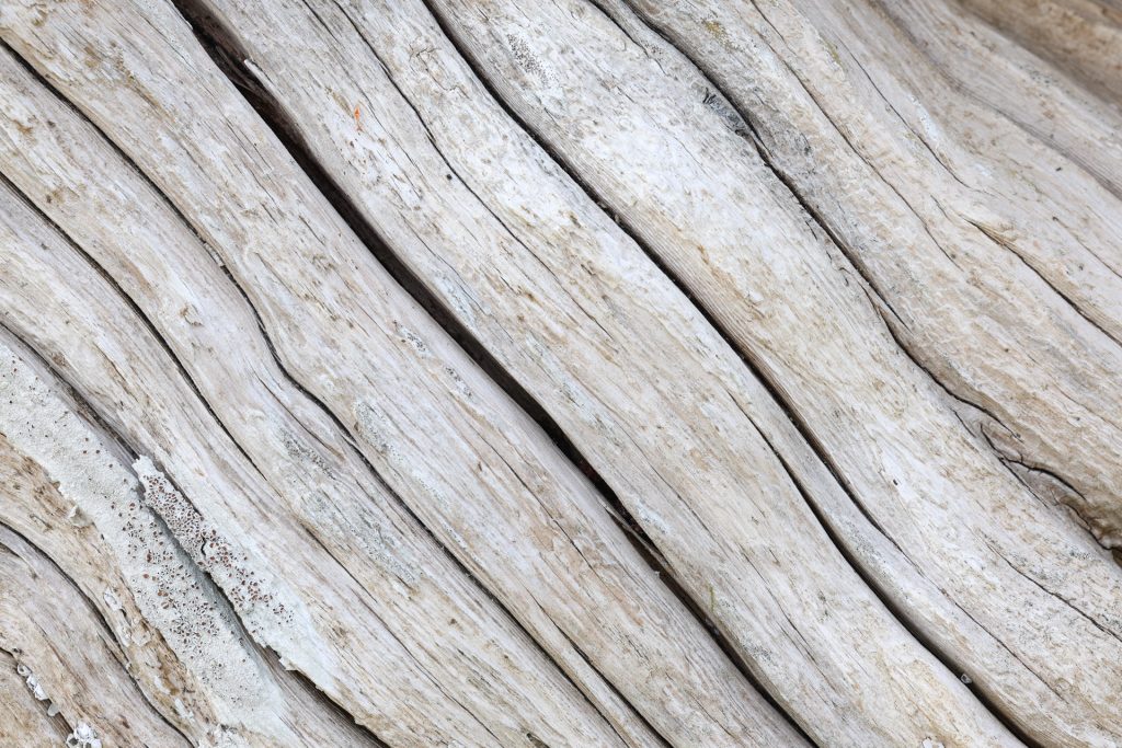 Close up detail of Laura Palmer's log