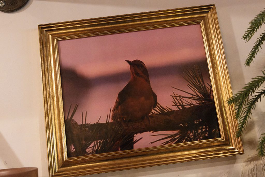 Female Varied Thrush on a branch in a framed photo