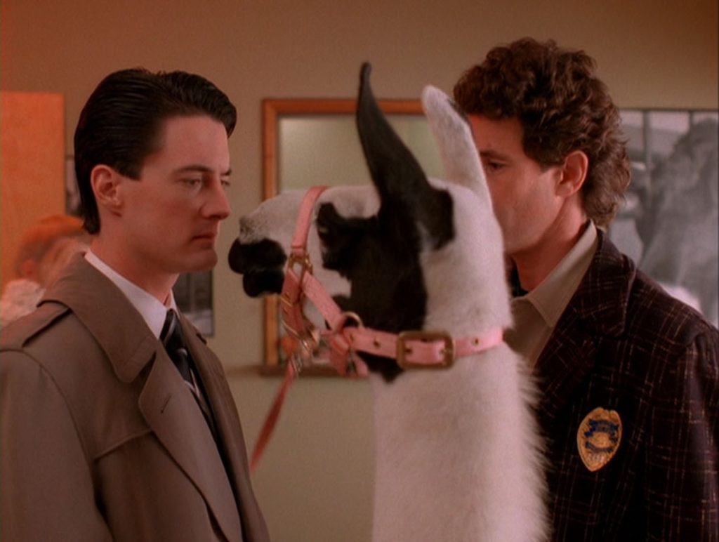 Agent Cooper making eye contact with a llama