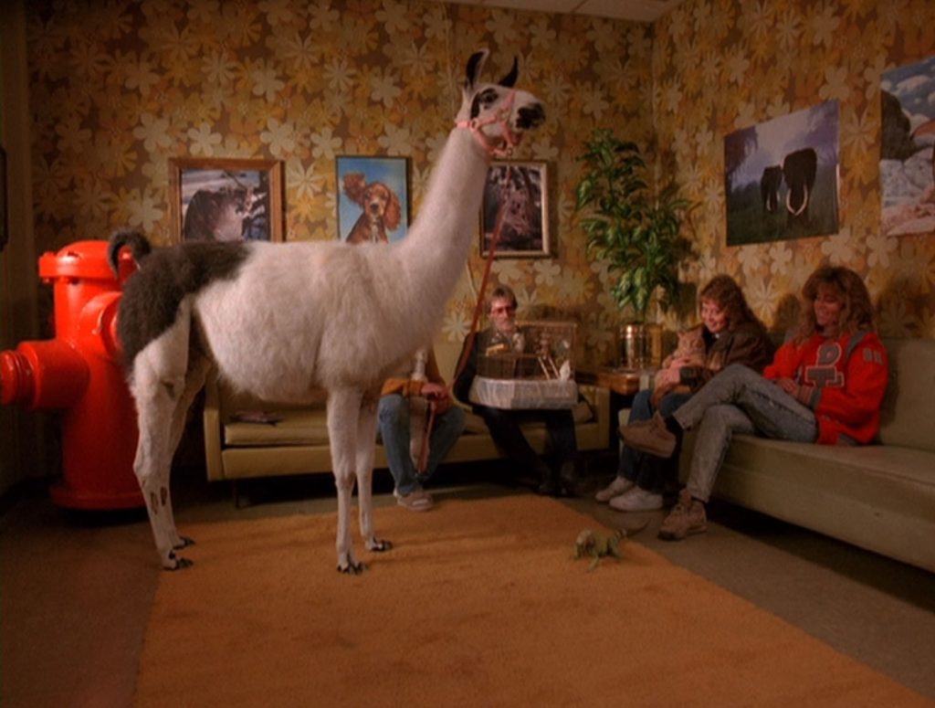 Animals including a llama in a vet clinic waiting room