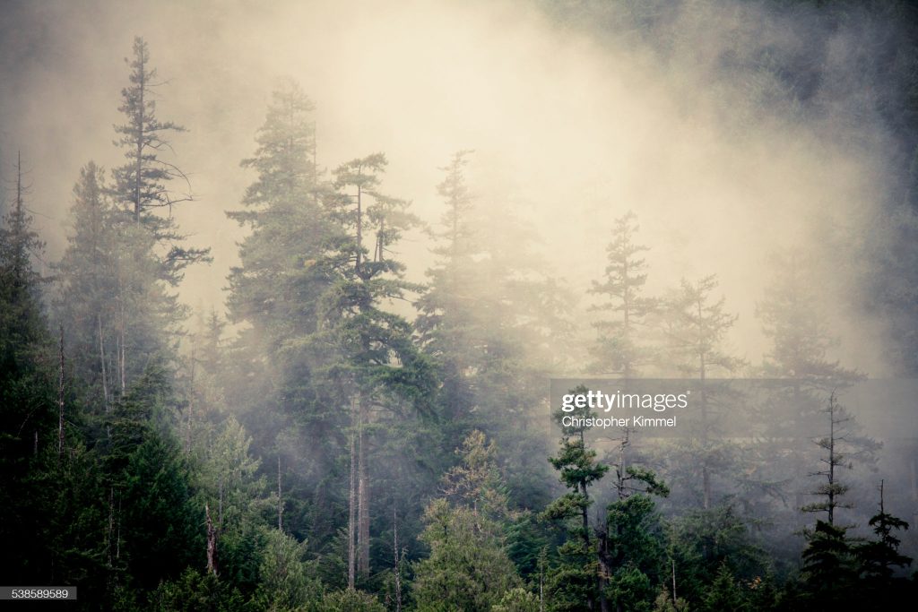 Tree image in fog