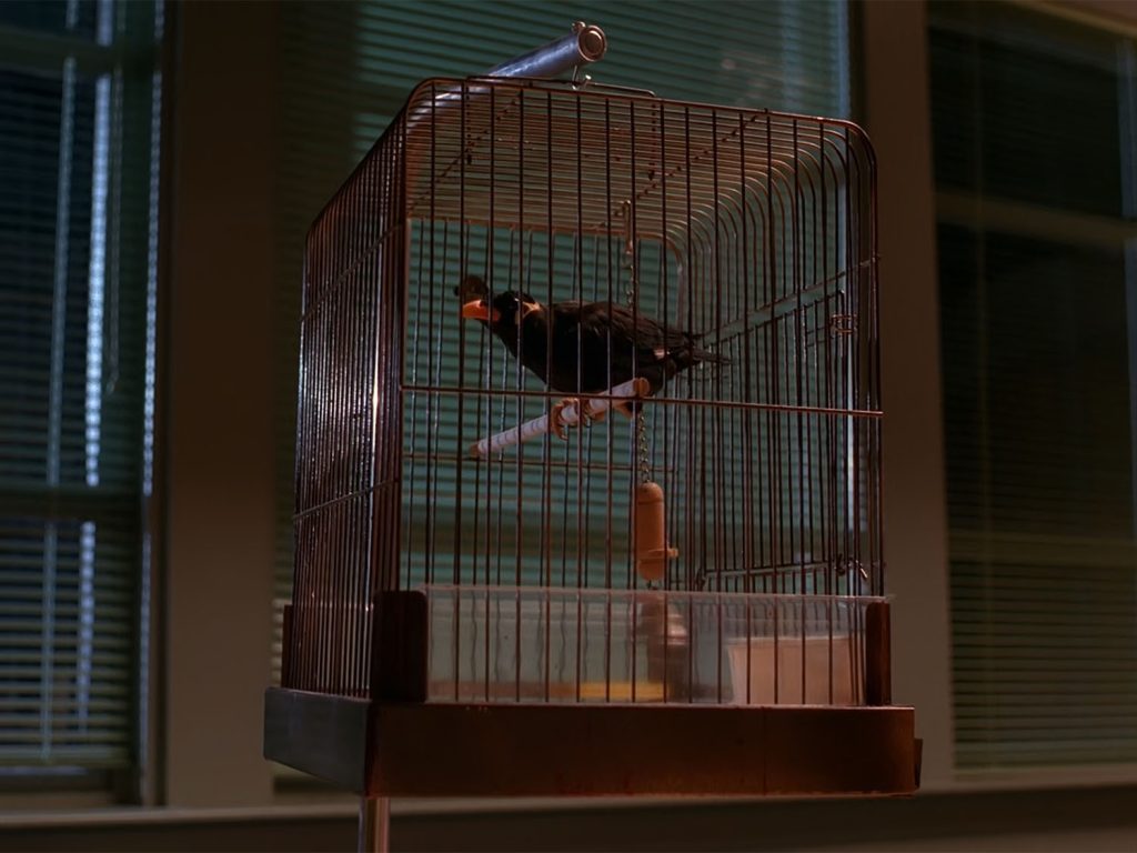 Waldo the Myna Bird in his cage