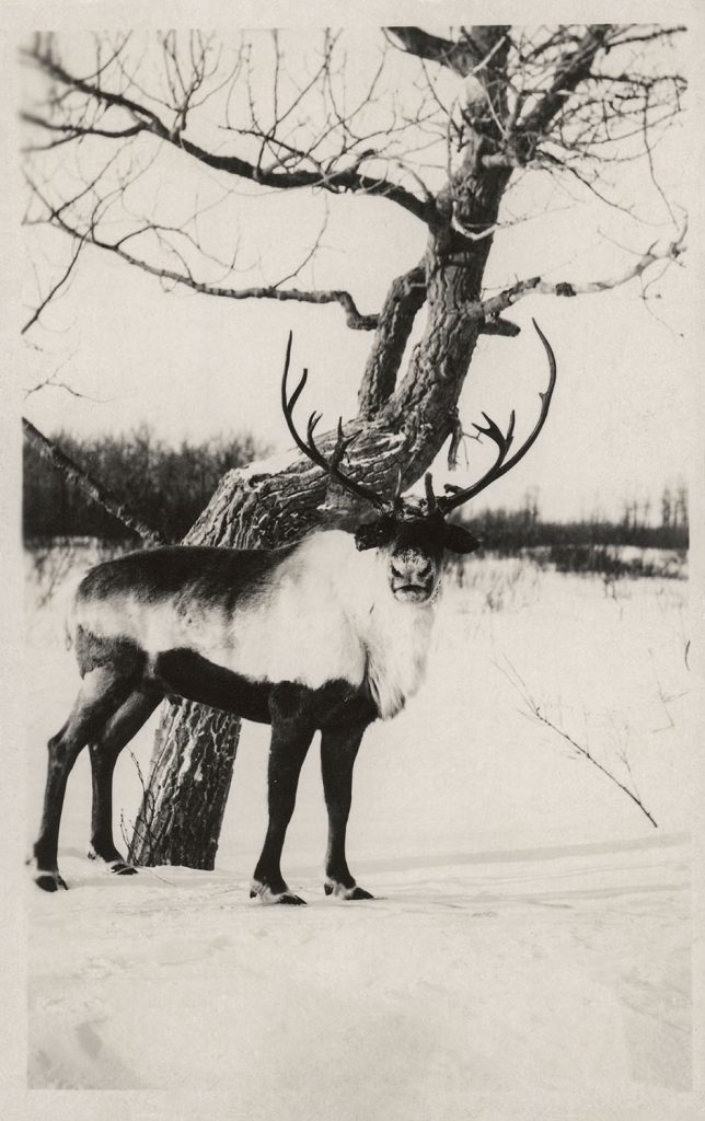 Reindeer by a tree in winter