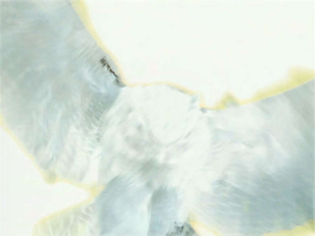 Negative image of a flying owl