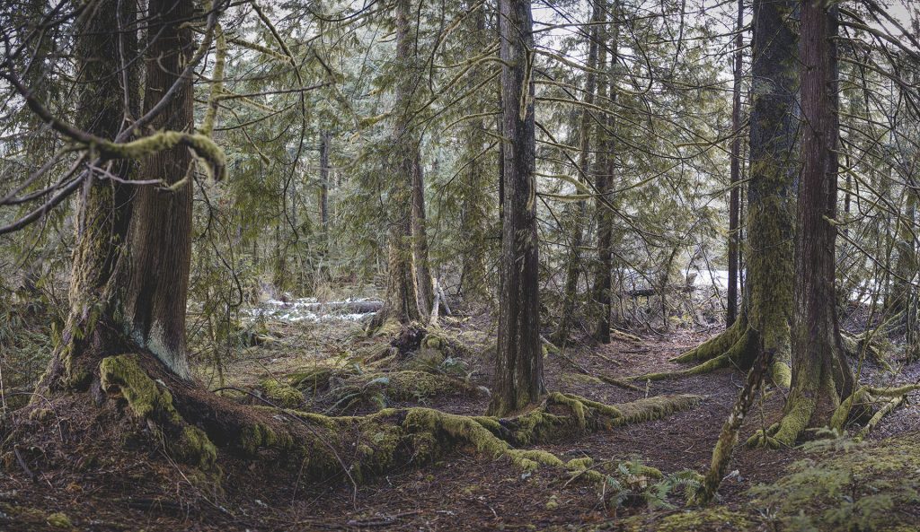 Forest along Weeks Falls Trail in Olallie State Park with moss-covered trees