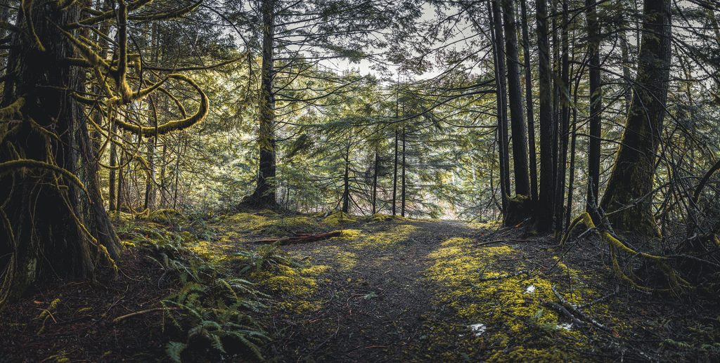 Forest along Weeks Falls Trail in Olallie State Park outside of North Bend, WA