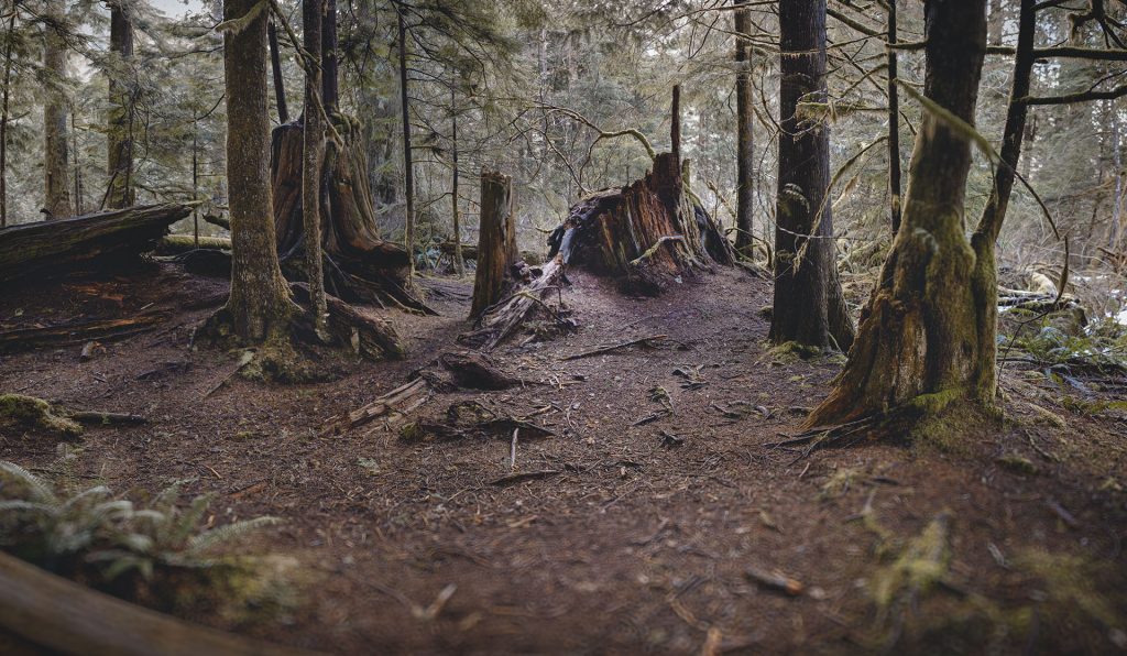 Jack Rabbit's Palace along Weeks Falls Trail in Olallie State Park outside of North Bend, WA