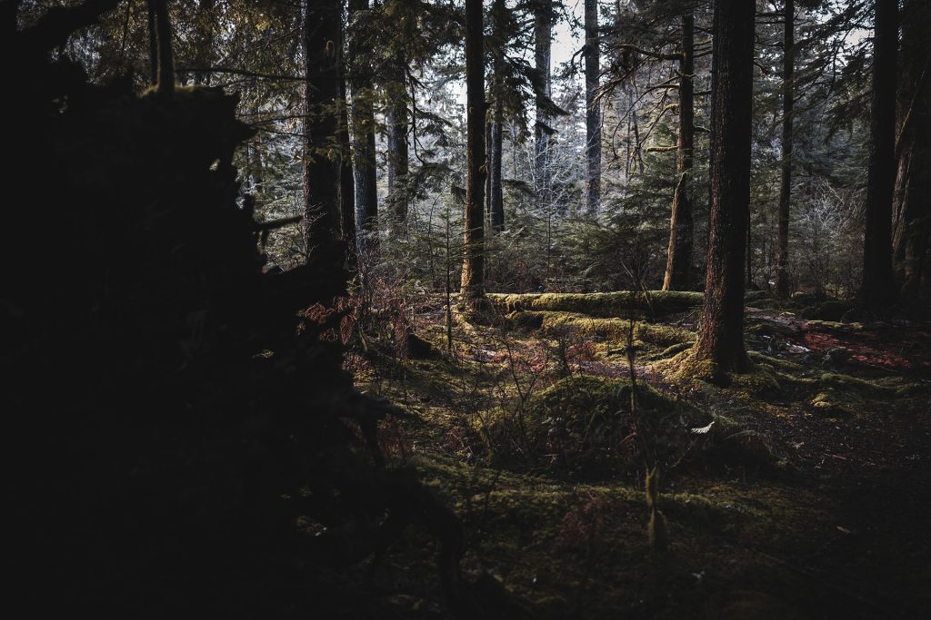 Mr. C's View of Naido's spot in the forest along Weeks Falls Trail in Olallie State Park outside of North Bend, WA