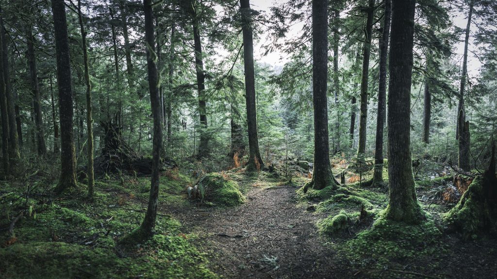 Naido's Spot along Weeks Falls Trail in Olallie State Park outside of North Bend, WA