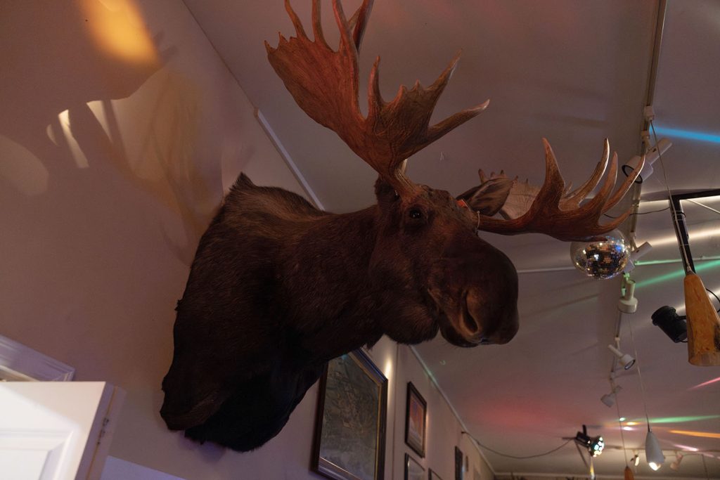 Mounted Moose head