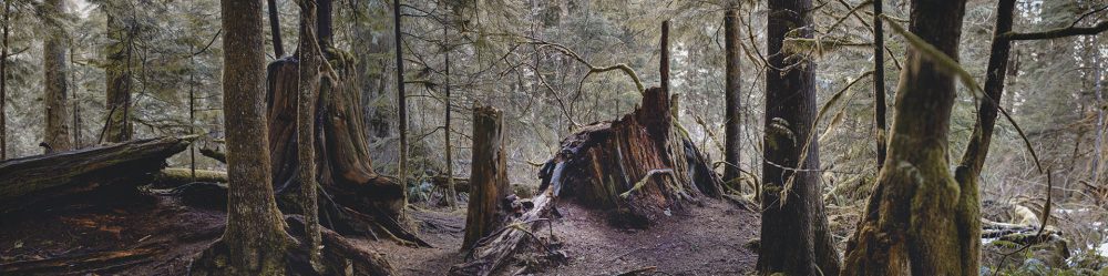 Jack Rabbit's Palace along Weeks Falls Trail in Olallie State Park outside of North Bend, WA