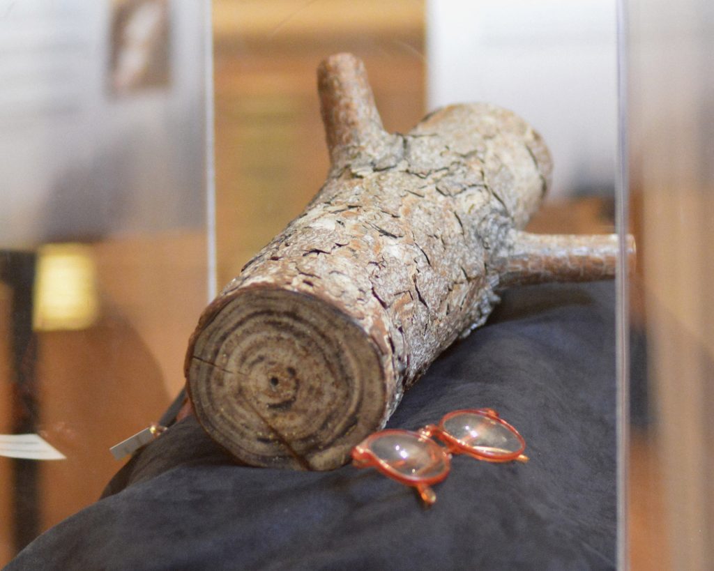 Bottom of Log with Red Glasses