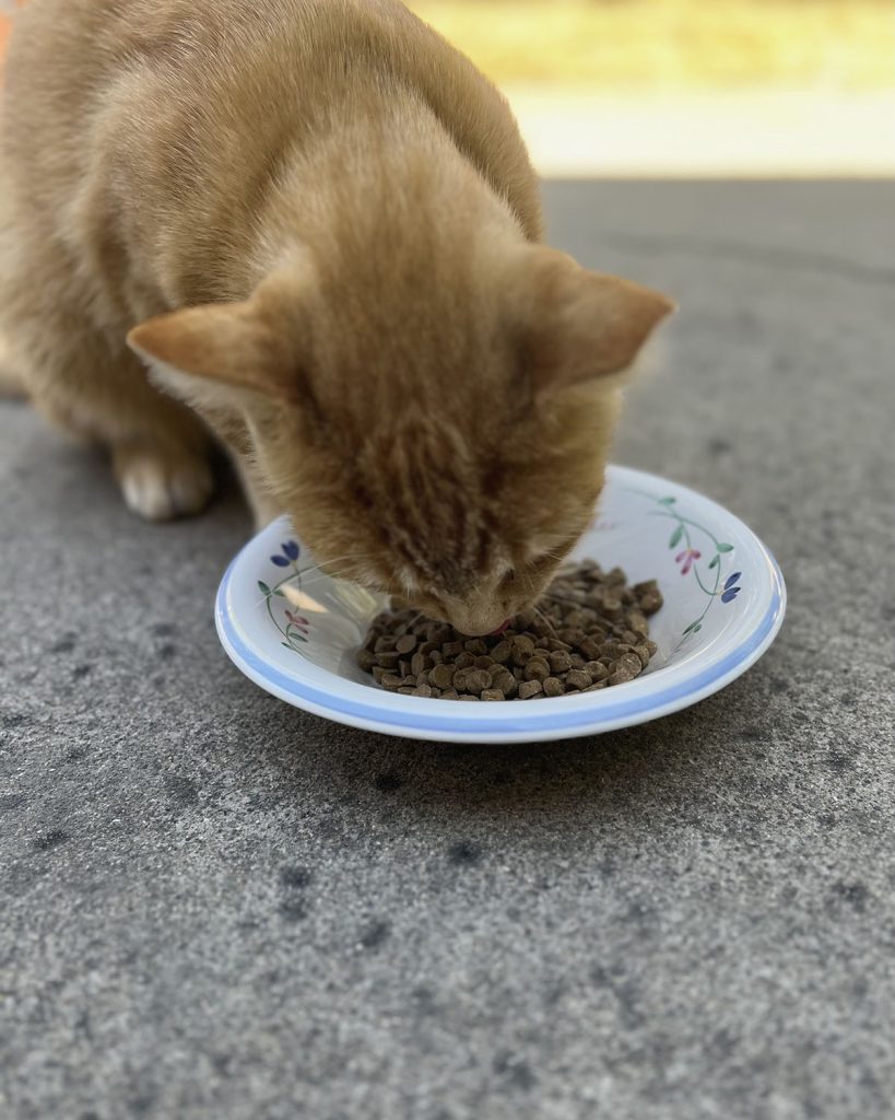 A cat eating cat food from a bowl