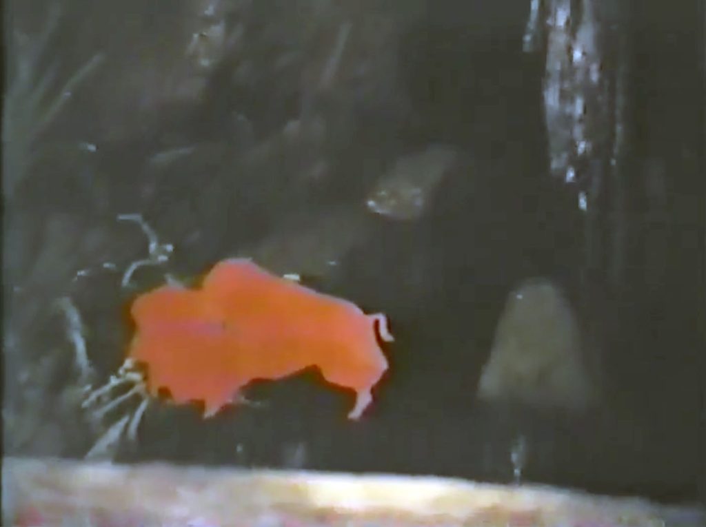 Red wooden buffalo cutout by a waterfall