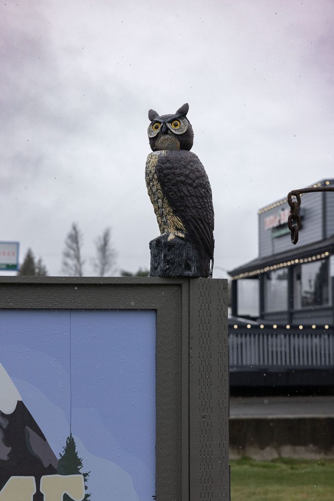 Owl on a pole